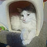 Romeo is registered to the contest to win money with this photo: cat, feline, pet, indoor, resting, cozy, cat_house, mushroom_shape, white_fur, gray_fur, paws, soft_texture, toy, plush_toy, furniture, animal, cute, relaxed, closeup, home