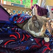 Patches joined the competition — help win amazing prizes! cat, fleece_blanket, animal, pet, cozy, indoor, relaxed, fur, whiskers, paw, patterned_blanket, porch, cushion, home, comfort, resting, colorful, soft_texture, domestic_cat, leisure