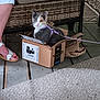 Patches joined the competition — help win amazing prizes! cat, calico_cat, cardboard_box, leash, harness, person, footwear, sandal, floor, carpet, wooden_floor, indoor, furniture, woven_chair, animal, pet, curious, sitting, domestic, closeup