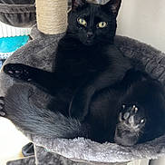 Rio a rejoint le concours — aidez-le/la à gagner de superbes lots ! black_cat, cat, feline, pet, animal, indoor, cat_tree, scratching_post, climbing_frame, plush, gray, lounging, sitting, relaxed, green_eyes, whiskers, paws, toe_beans, fur, home