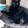 black_cat, cat, feline, pet, animal, indoor, cat_tree, scratching_post, climbing_frame, plush, gray, lounging, sitting, relaxed, green_eyes, whiskers, paws, toe_beans, fur, home