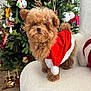 dog, puppy, christmas, holiday, santa_outfit, red_clothing, brown_fur, fluffy, chair, decorations, tree, ornaments, indoor, festive, cute, pet, cozy, seasonal, celebration, holiday_decor