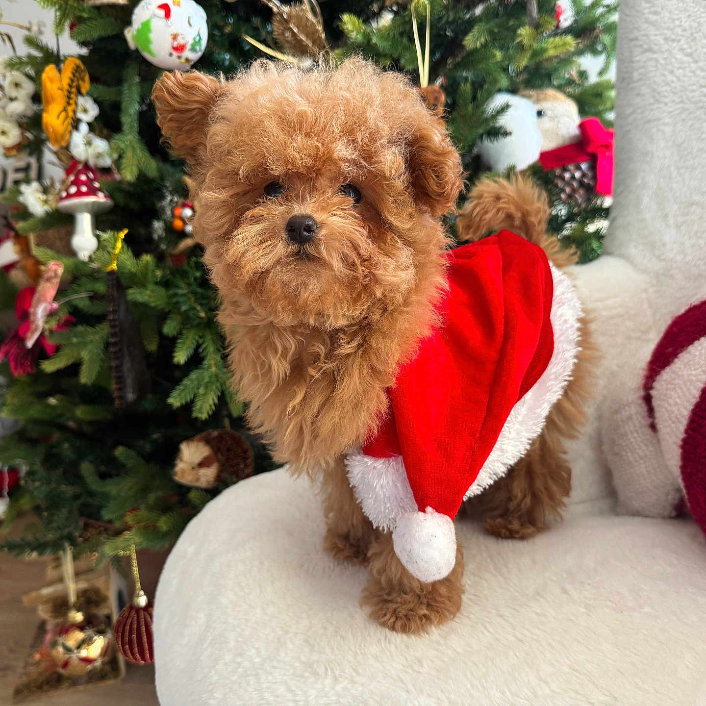 Vanille In Familly a rejoint le concours — aidez-le/la à gagner de superbes lots ! brown_fur, celebration, chair, christmas, cozy, cute, decorations, dog, festive, fluffy, holiday, holiday_decor, indoor, ornaments, pet, puppy, red_clothing, santa_outfit, seasonal, tree