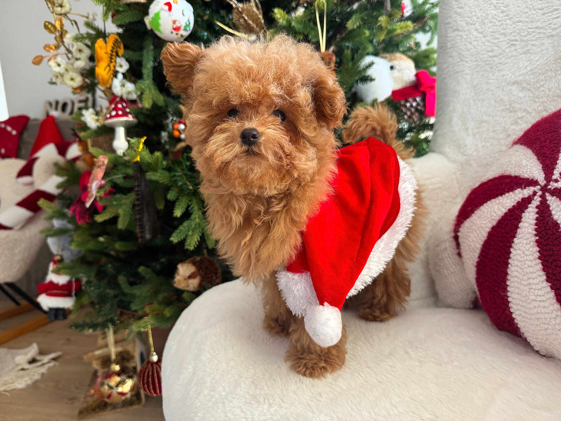Vanille In Familly a rejoint le concours — aidez-le/la à gagner de superbes lots ! dog, puppy, christmas, holiday, santa_outfit, red_clothing, brown_fur, fluffy, chair, decorations, tree, ornaments, indoor, festive, cute, pet, cozy, seasonal, celebration, holiday_decor
