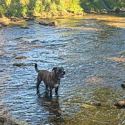 Manny participe au concours pour gagner de l'argent avec cette photo : dog, brindle, water, creek, rocks, nature, outdoor, sunlight, river, animal, canine, happy, pet, standing, shallow_water, greenery, daytime, forest, wildlife, scenery