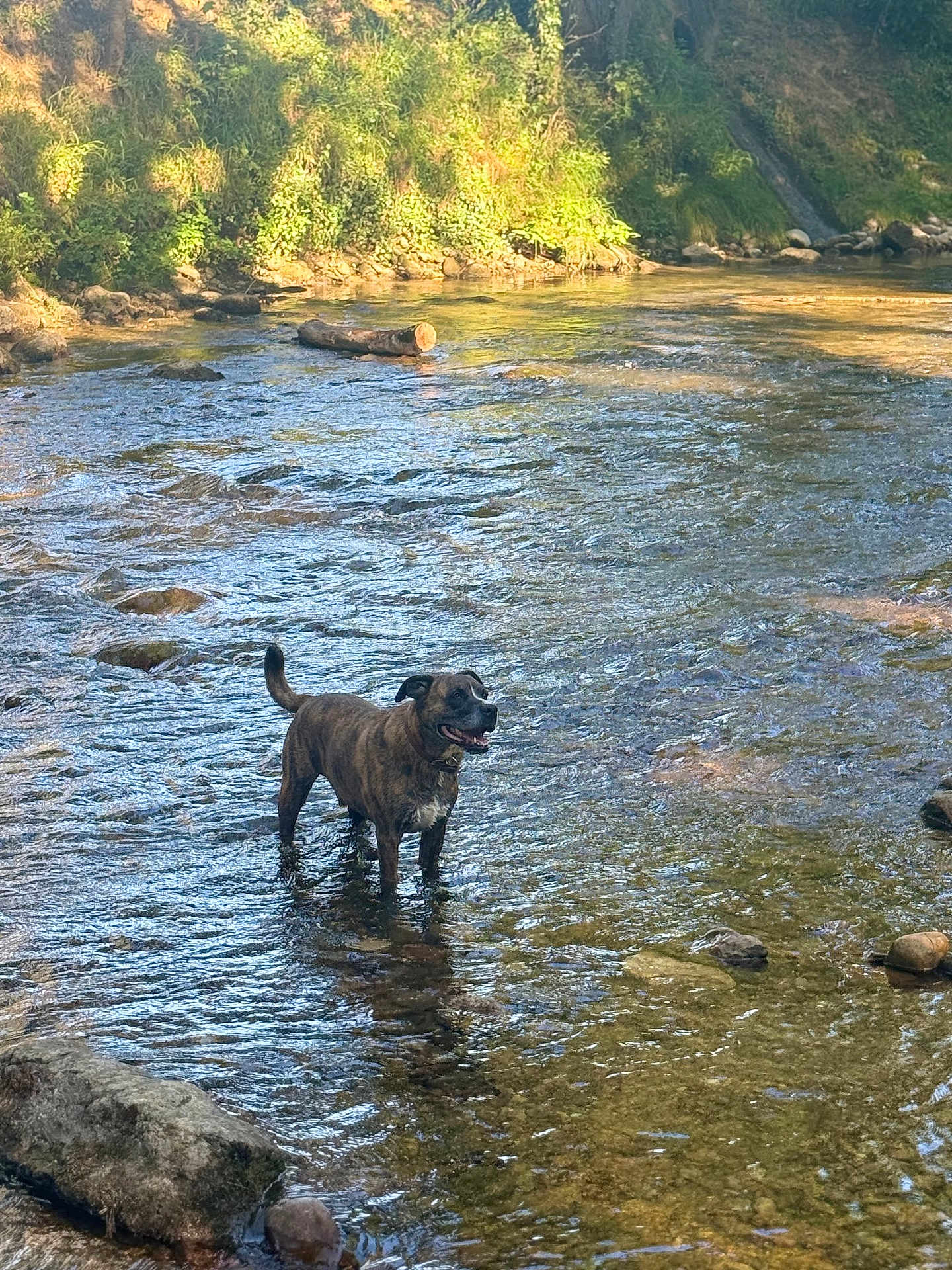 Manny participe au concours pour gagner de l'argent avec cette photo : dog, brindle, water, creek, rocks, nature, outdoor, sunlight, river, animal, canine, happy, pet, standing, shallow_water, greenery, daytime, forest, wildlife, scenery