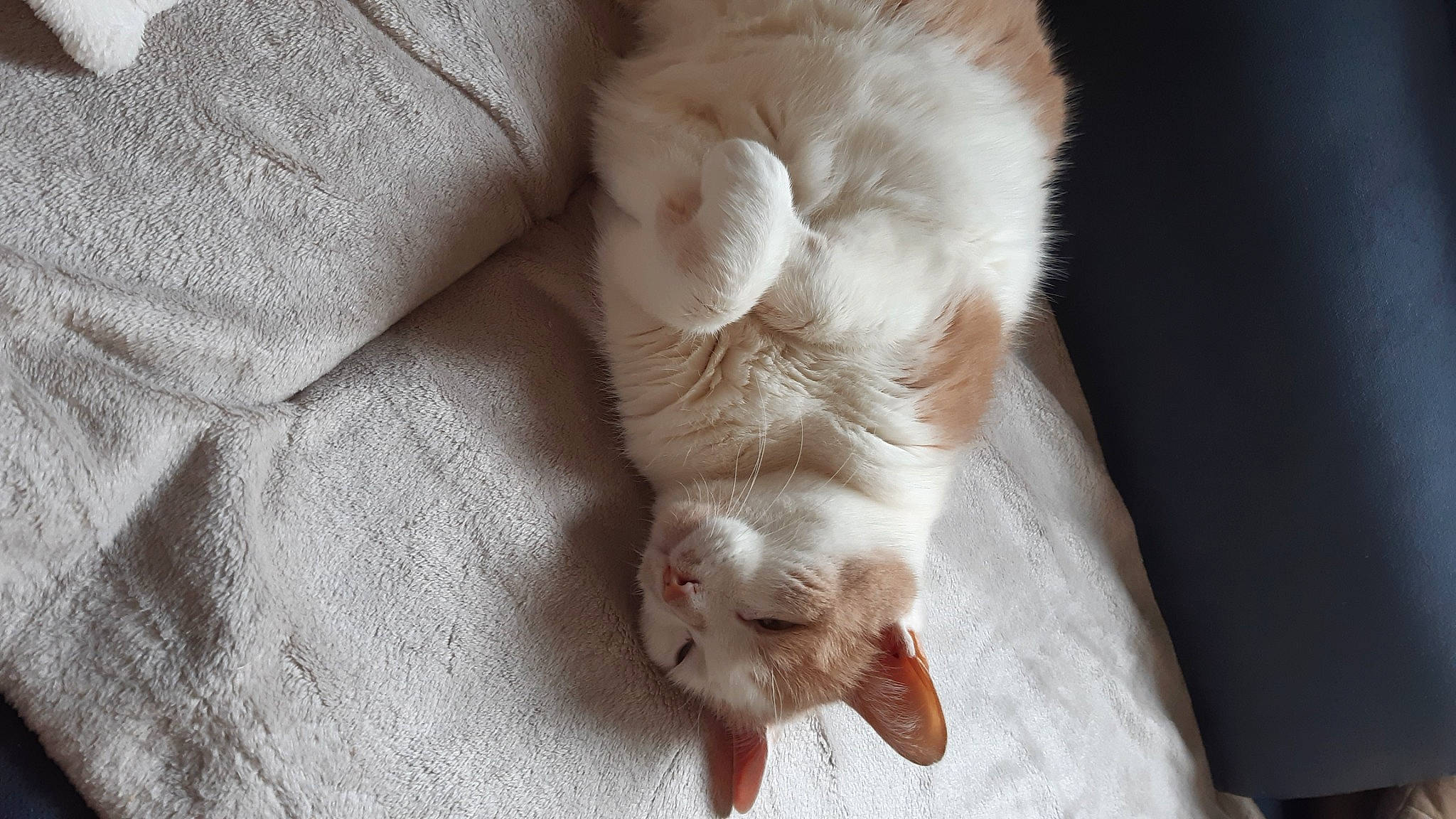 Milky a rejoint le concours — aidez-le/la à gagner de superbes lots ! canidae, carnivore, cat, claw, comfort, companion_dog, dog_breed, domestic_short_haired_cat, fawn, felidae, foot, fur, gesture, nail, paw, small_to_medium_sized_cats, snout, sporting_group, tail, whiskers