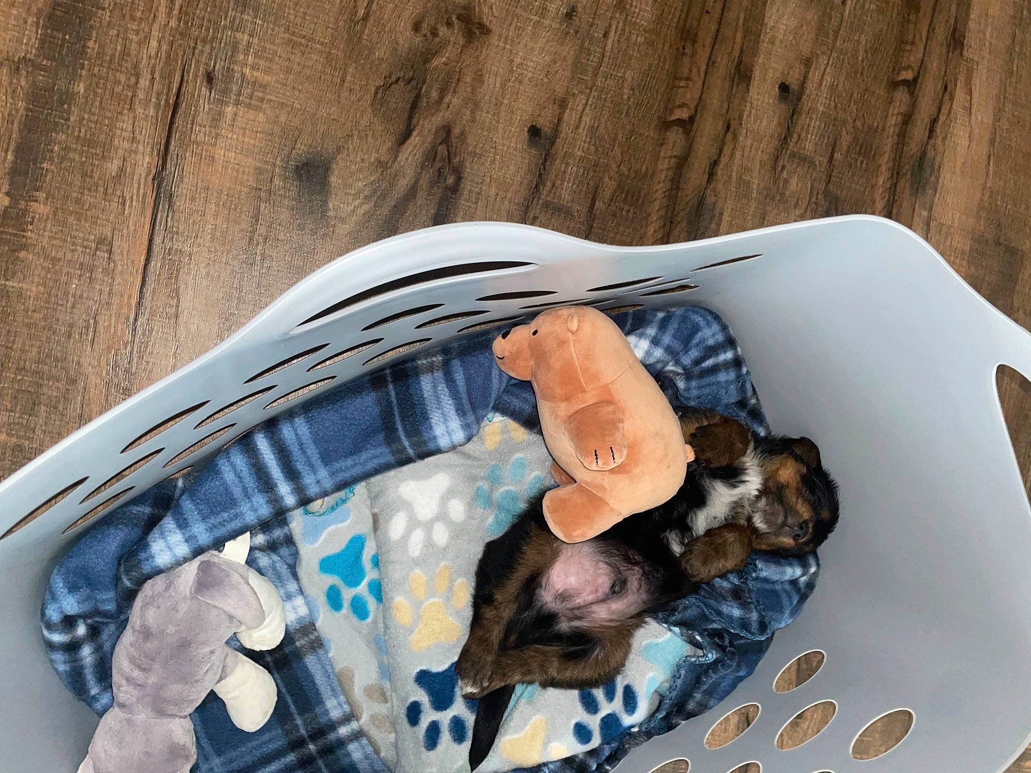 Tiny joined the competition — help win amazing prizes! bag, comfort, comfort_food, denim, electric_blue, fashion_accessory, fish, hood, linens, nap, pattern, personal_protective_equipment, plastic_bag, reptile, sleeve, vehicle_door, wood