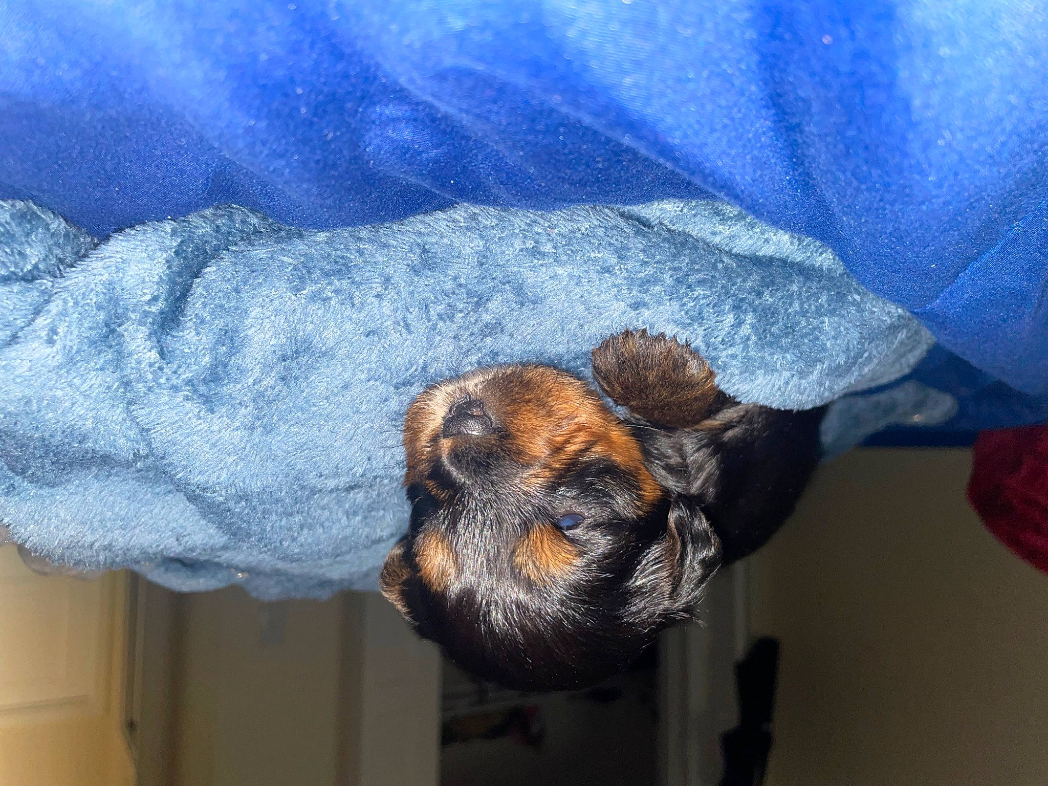 Tiny joined the competition — help win amazing prizes! bat, canidae, carnivore, claw, comfort, denim, dog, dog_breed, electric_blue, foot, fur, sleeve, snout, sporting_group, tail, terrestrial_animal, wrist