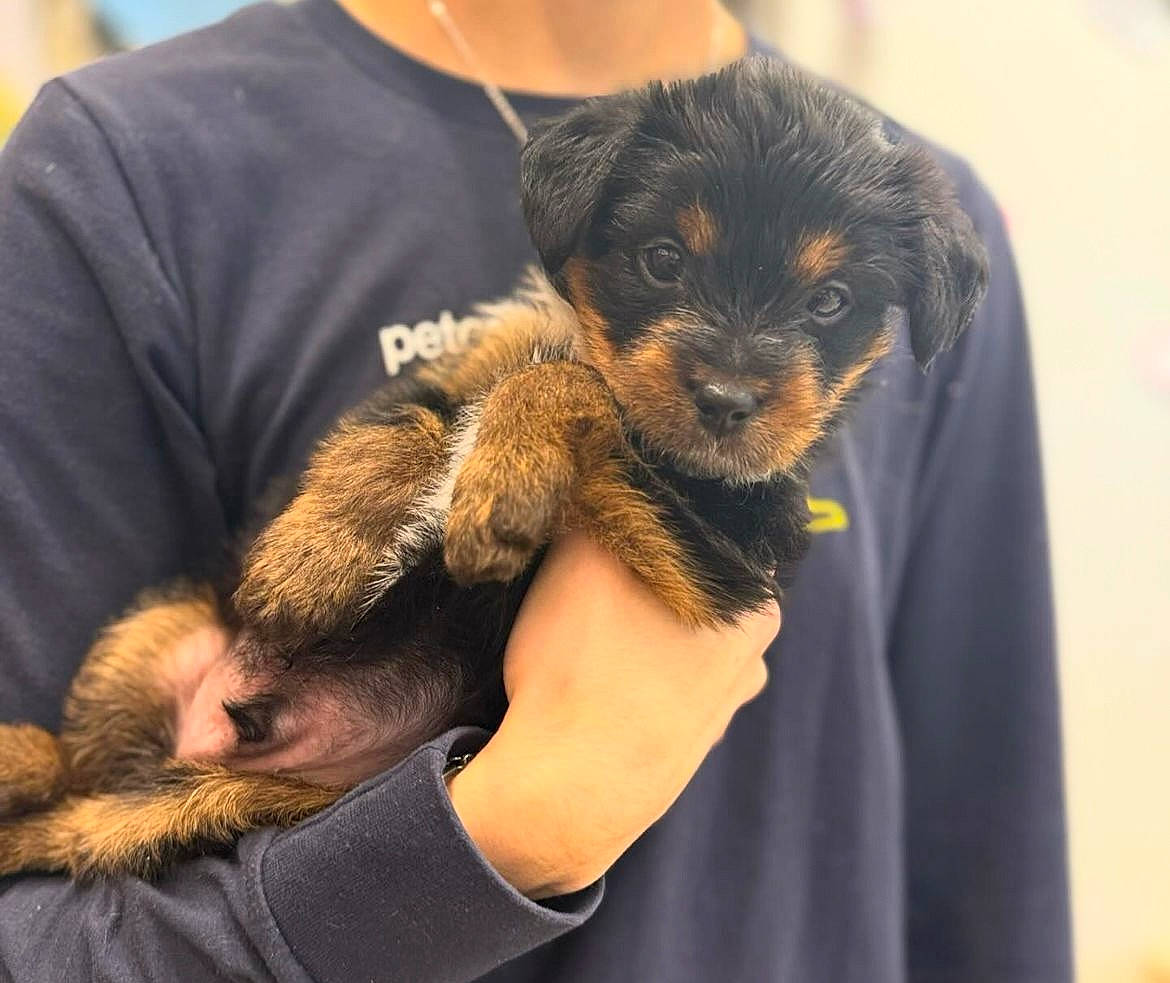 Tiny joined the competition — help win amazing prizes! canidae, carnivore, claw, companion_dog, dog, dog_breed, ear, fawn, fur, gesture, hand, nail, paw, puppy, small_terrier, snout, sporting_group, t_shirt, terrestrial_animal, toy_dog