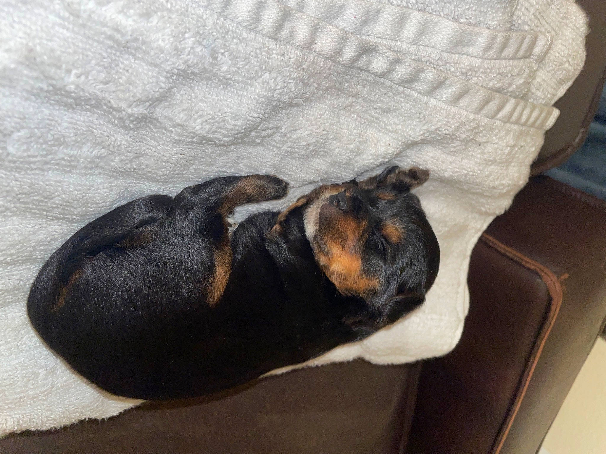 Tiny is registered to the contest to win money with this photo: canidae, carnivore, comfort, companion_dog, dog, dog_breed, fawn, fur, guard_dog, linens, nap, paw, sleep, snout, sporting_group, tail, terrestrial_animal, toy_dog, whiskers