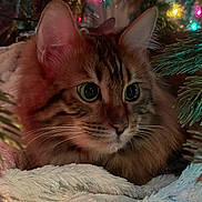 Maylah is registered to the contest to win money with this photo: animal, cat, christmas_tree, closeup, cozy, curious, cute, decorations, feline, festive, fluffy, green_eyes, holiday_lights, indoor, mammal, pet, portrait, soft_blanket, warm, whiskers