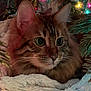 animal, cat, christmas_tree, closeup, cozy, curious, cute, decorations, feline, festive, fluffy, green_eyes, holiday_lights, indoor, mammal, pet, portrait, soft_blanket, warm, whiskers