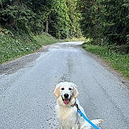 Alaska participe au concours pour gagner de l'argent avec cette photo : dog, golden_retriever, puppy, leash, road, forest, trees, greenery, nature, outdoor, sunlight, happy, sitting, path, gravel, canopy, pet, animal, smiling, walking