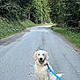 animal, canopy, dog, forest, golden_retriever, gravel, greenery, happy, leash, nature, outdoor, path, pet, puppy, road, sitting, smiling, sunlight, trees, walking