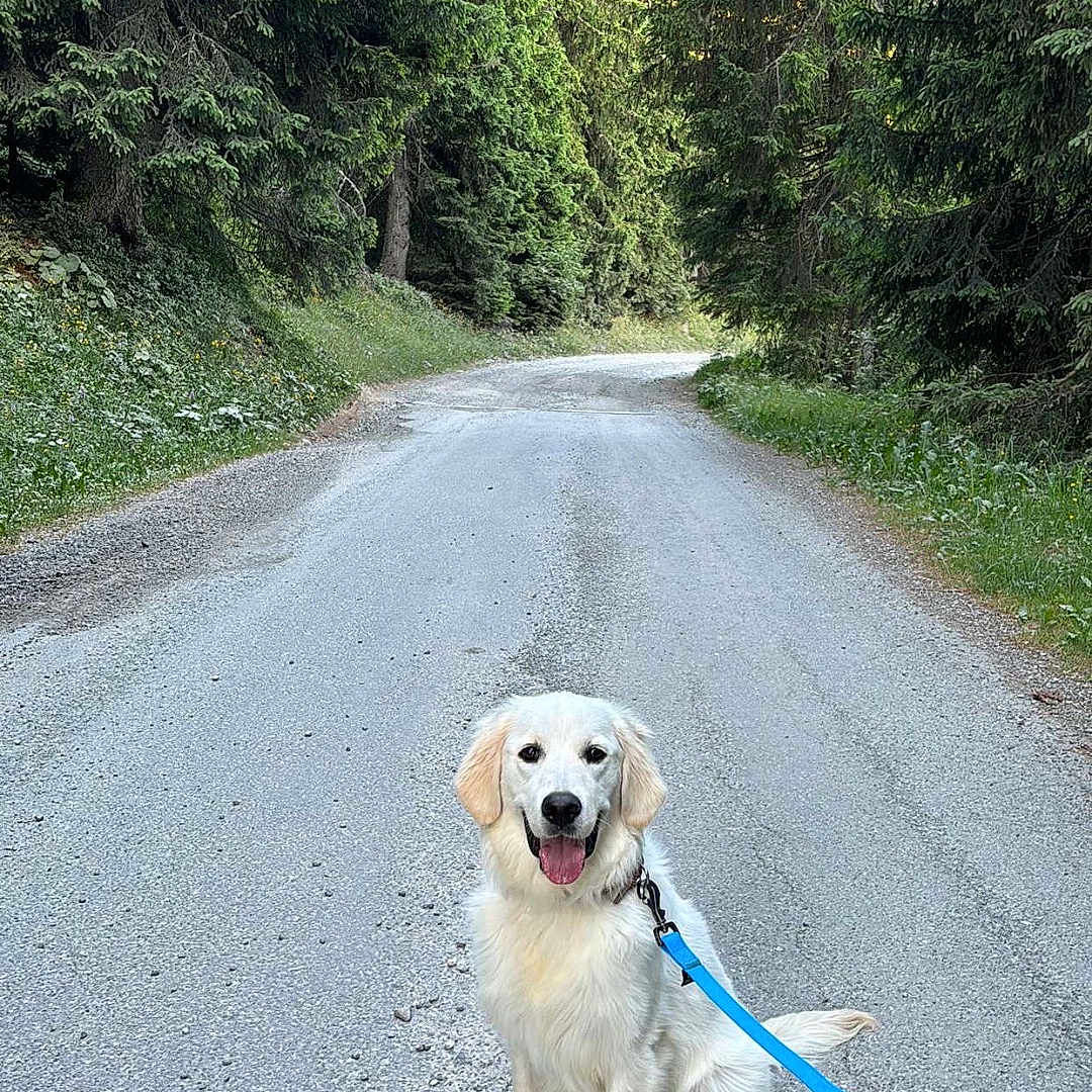 Alaska participe au concours pour gagner de l'argent avec cette photo : animal, canopy, dog, forest, golden_retriever, gravel, greenery, happy, leash, nature, outdoor, path, pet, puppy, road, sitting, smiling, sunlight, trees, walking