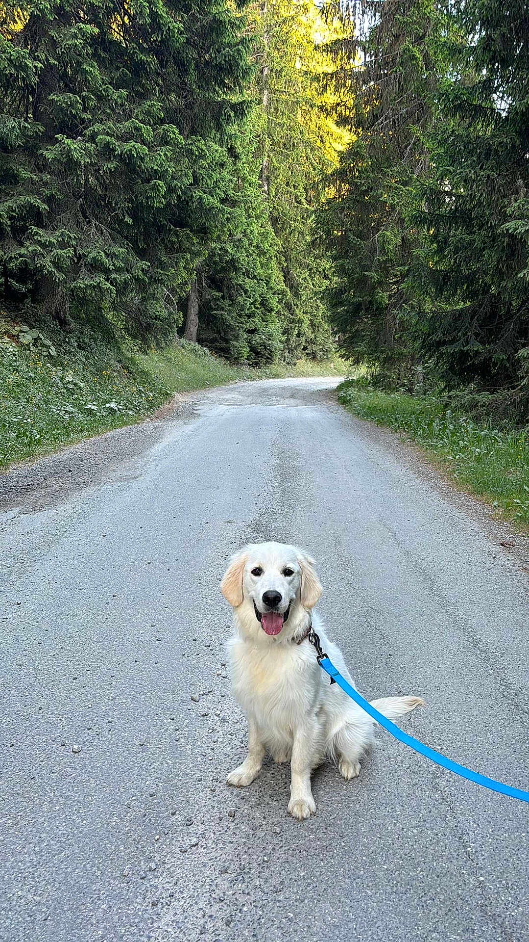 Alaska participe au concours pour gagner de l'argent avec cette photo : dog, golden_retriever, puppy, leash, road, forest, trees, greenery, nature, outdoor, sunlight, happy, sitting, path, gravel, canopy, pet, animal, smiling, walking