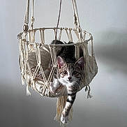 Léon participe au concours pour gagner de l'argent avec cette photo : cat, cozy, curious, cushion, ear, hammock, hanging_basket, indoor, kitten, looking_at_camera, macrame, paw, pet, portrait, soft_light, striped_fur, suspended, wall, whiskers, young_animal