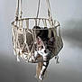 cat, cozy, curious, cushion, ear, hammock, hanging_basket, indoor, kitten, looking_at_camera, macrame, paw, pet, portrait, soft_light, striped_fur, suspended, wall, whiskers, young_animal