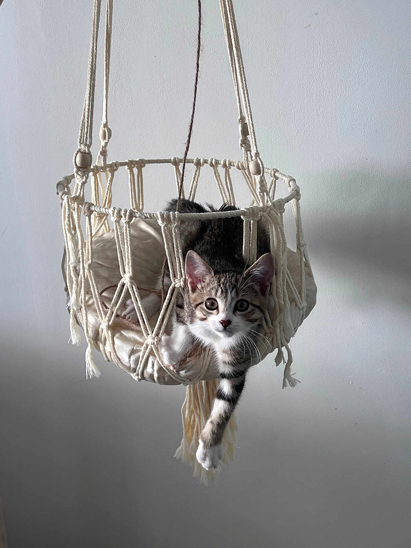 Léon participe au concours pour gagner de l'argent avec cette photo : cat, cozy, curious, cushion, ear, hammock, hanging_basket, indoor, kitten, looking_at_camera, macrame, paw, pet, portrait, soft_light, striped_fur, suspended, wall, whiskers, young_animal