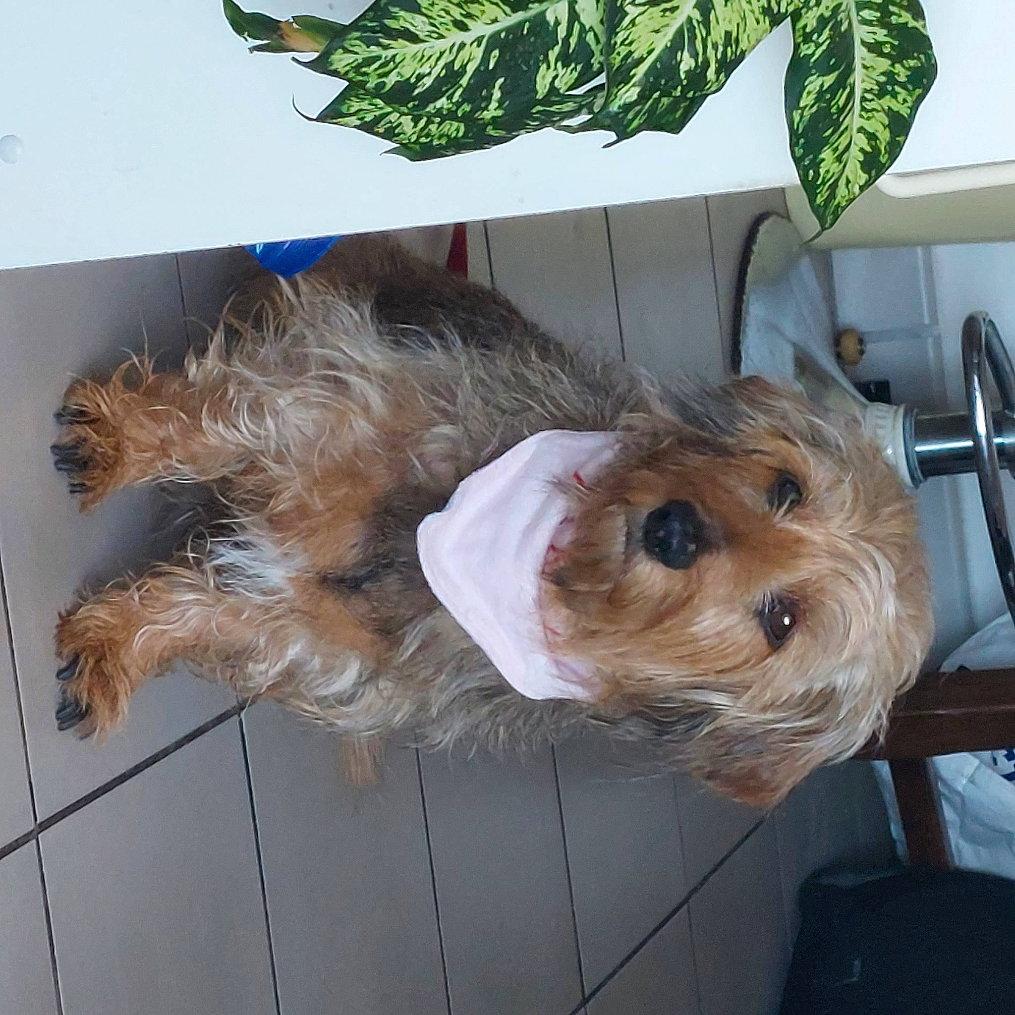 Gina a rejoint le concours — aidez-le/la à gagner de superbes lots ! canidae, carnivore, companion_dog, dog, dog_breed, dog_clothes, dog_supply, fawn, fur, herb, labradoodle, maltepoo, pet_supply, small_terrier, snout, sporting_group, terrier, toy_dog, working_animal, yorkshire_terrier