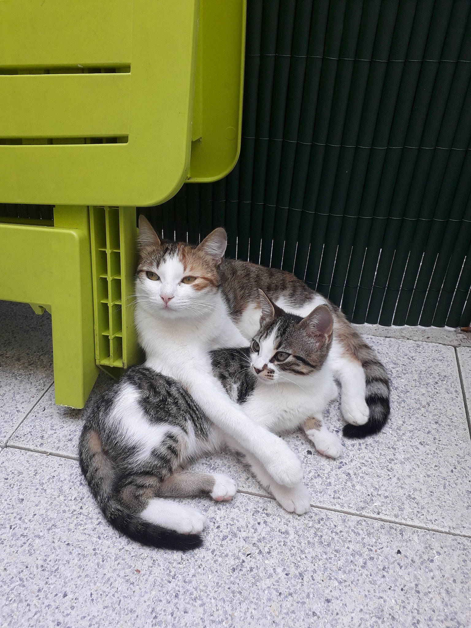 Osiris Et Mia participe au concours pour gagner de l'argent avec cette photo : aegean_cat, american_wirehair, asian, carnivore, cat, domestic_short_haired_cat, european_shorthair, felidae, kitten, mammal, ojos_azules, polydactyl_cat, small_to_medium_sized_cats, tabby_cat, tail, whiskers