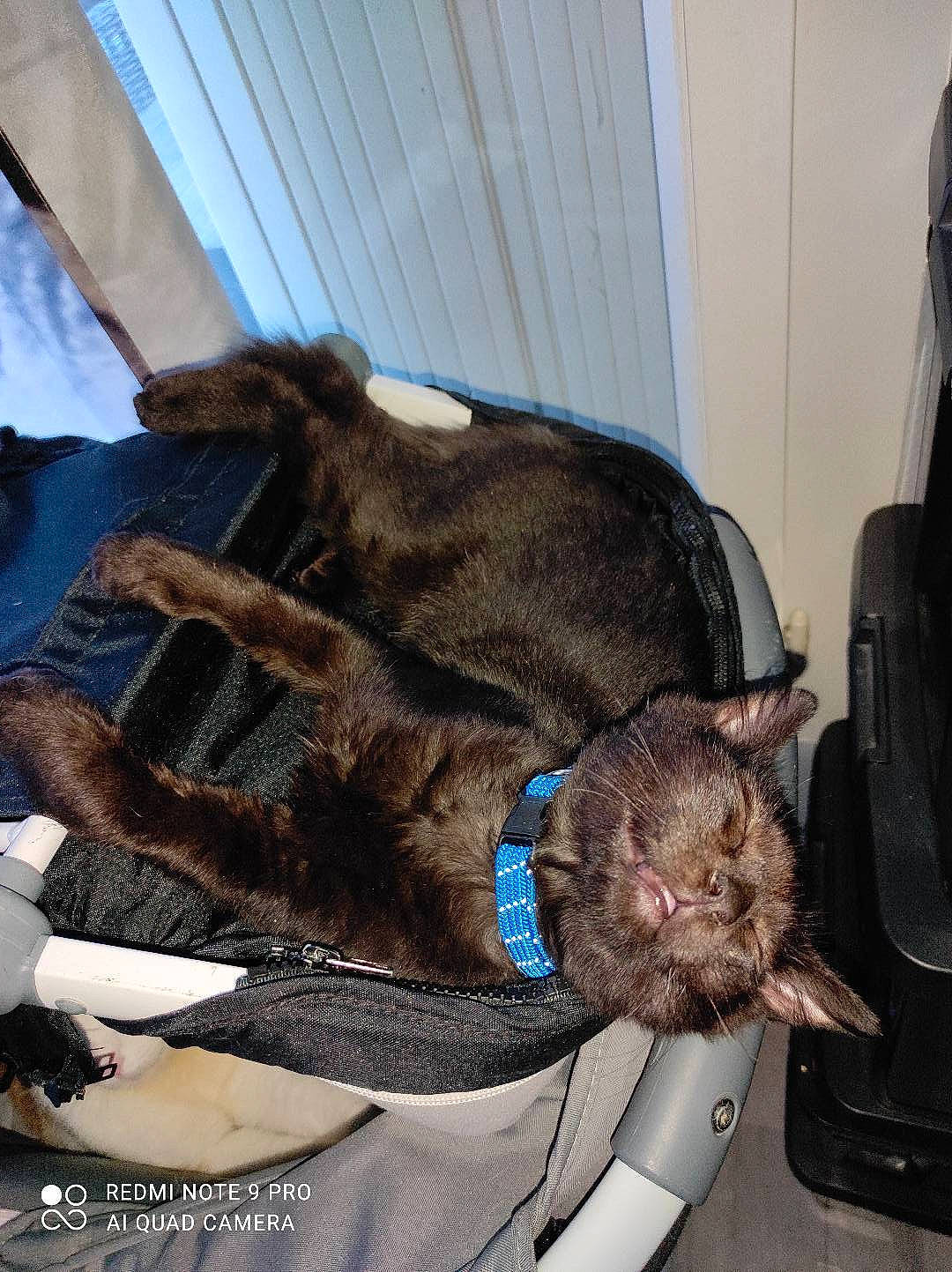 Mr Chocolat participe au concours pour gagner de l'argent avec cette photo : canidae, carnivore, collar, companion_dog, dog, dog_breed, dog_collar, ear, fashion_accessory, fawn, fur, leash, liver, pack_animal, snout, sporting_group, working_animal