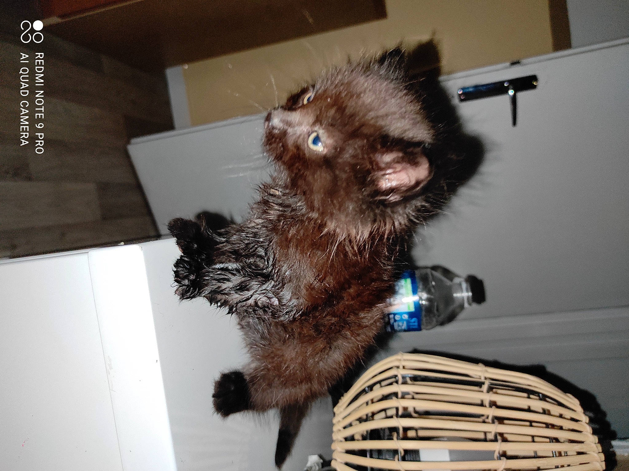 Mr Chocolat a rejoint le concours — aidez-le/la à gagner de superbes lots ! automotive_lighting, canidae, carnivore, cat, cat_supply, claw, comfort, dog_breed, domestic_short_haired_cat, felidae, fur, grille, kitchen_appliance, small_to_medium_sized_cats, sporting_group, tail, terrestrial_animal, vehicle, vertebrate, whiskers