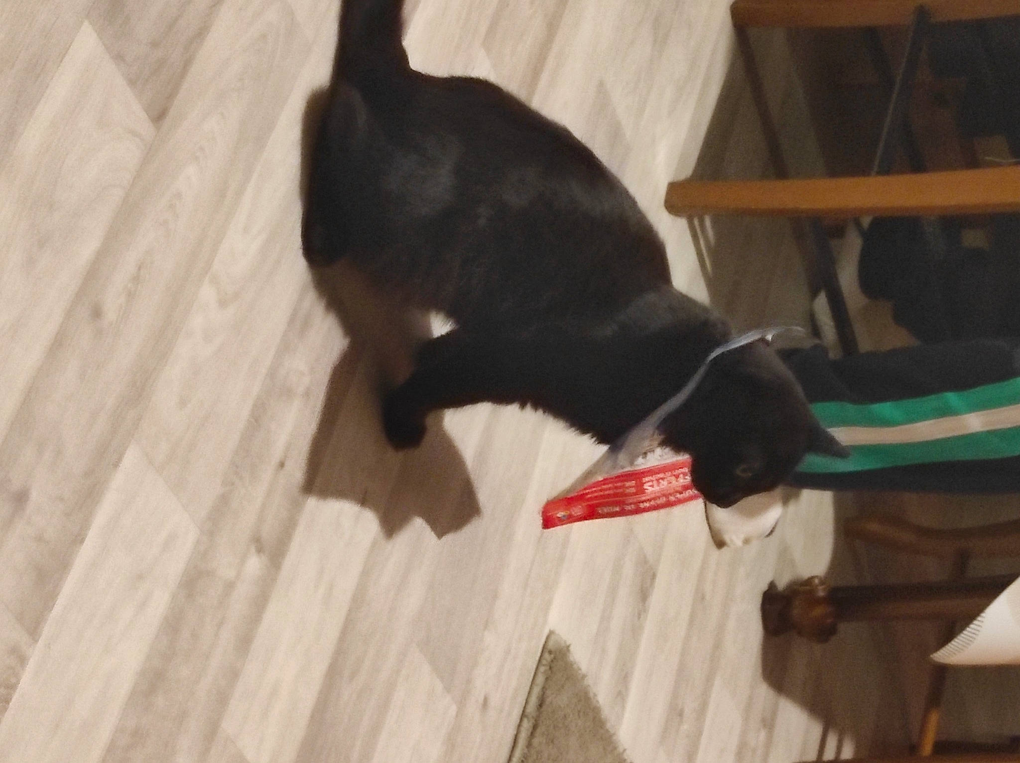 Mr Chocolat a rejoint le concours — aidez-le/la à gagner de superbes lots ! black_cat, carnivore, cat, collar, comfort, companion_dog, dog_breed, domestic_short_haired_cat, fawn, felidae, floor, flooring, fur, hardwood, pet_supply, small_to_medium_sized_cats, tail, whiskers, wood, wood_stain