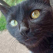 Grumps is registered to the contest to win money with this photo: animal, black_cat, cat, close_up, curious, eyes, face, feline, focus, fur, head, macro, mammal, nature, nose, outdoor, pet, portrait, whiskers, wildlife