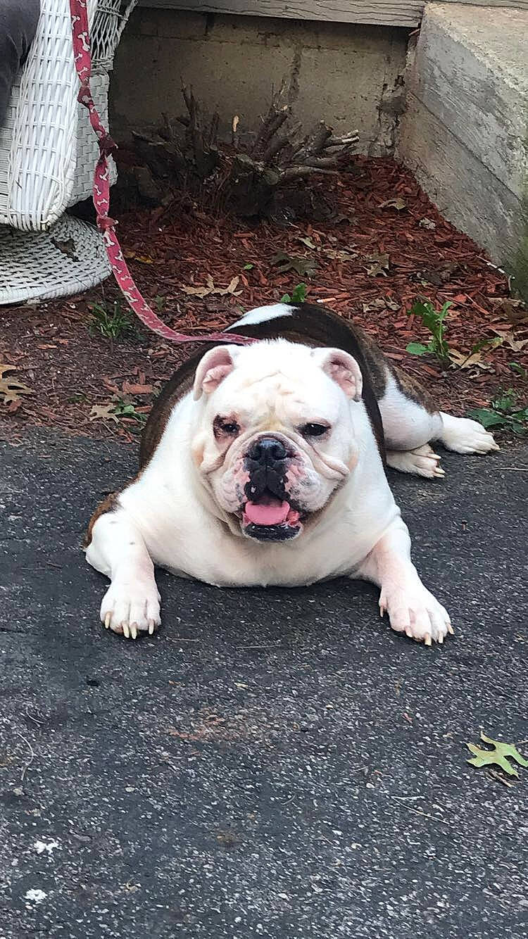 Dozer joined the competition — help win amazing prizes! american_bulldog, australian_bulldog, british_bulldogs, bulldog, canidae, carnivore, companion_dog, dog, dog_breed, dorset_olde_tyme_bulldogge, mammal, non_sporting_group, nose, old_english_bulldog, olde_english_bulldogge, skin, snout, toy_bulldog, vertebrate, white_english_bulldog