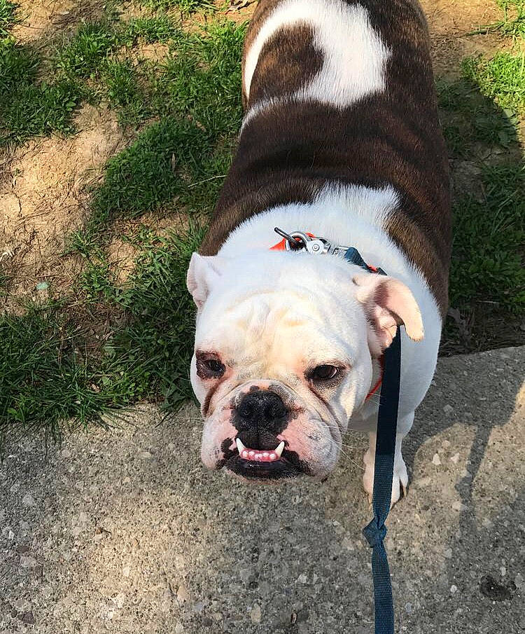 Dozer joined the competition — help win amazing prizes! american_bulldog, australian_bulldog, british_bulldogs, bulldog, canidae, carnivore, companion_dog, dog, dog_breed, dorset_olde_tyme_bulldogge, mammal, non_sporting_group, nose, old_english_bulldog, olde_english_bulldogge, snout, toy_bulldog, valley_bulldog, vertebrate, white_english_bulldog