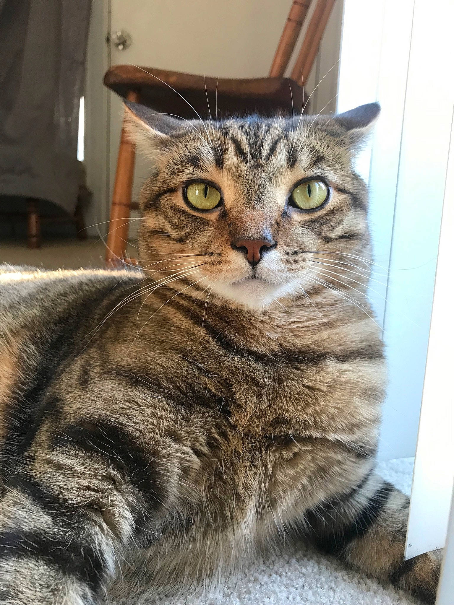 Galaxy is registered to the contest to win money with this photo: aegean_cat, american_shorthair, american_wirehair, asian, australian_mist, california_spangled, carnivore, cat, domestic_short_haired_cat, dragon_li, european_shorthair, felidae, kitten, mammal, pixie_bob, small_to_medium_sized_cats, snout, tabby_cat, vertebrate, whiskers