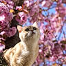 animal, blue_sky, branch, cat, cherry_blossoms, close_up, curious, daytime, feline, flora, fur, leaf, mammal, nature, outdoor, pet, pink_flowers, spring, sunlight, tree