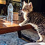 Cosmo joined the competition — help win amazing prizes! kitten, cat, tabby, living_room, table, water_bottle, candle, sunlight, curious, whiskers, furniture, terrarium, plant, rug, couch, indoor, pet, animal, side_view, domestic_cat