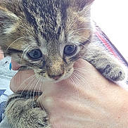 Cosmo joined the competition — help win amazing prizes! kitten, cat, tabby, animal, pet, fur, whiskers, hand, holding, close_up, cute, young, indoor, portrait, feline, claws, paw, face, eyes, soft
