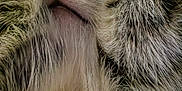 Cosmo is registered to the contest to win money with this photo: cat, fluffy, close_up, paws, nose, mouth, fur, sleepy, cute, animal, pet, whiskers, tabby, resting, soft, cozy, face_covering, relaxed, indoor, mammal