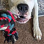 animal, canine, carpet, chewing, close_up, dog, domestic_animal, ears, fur, indoor, mouth, paw, pet, pet_play, playful, rope_toy, rug, teeth, toy, white_dog