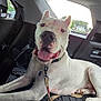dog, white_dog, pet, car_interior, backseat, leash, happy_dog, tongue_out, sitting, relaxed, collar, window, suburban, daylight, vehicle, interior, seatbelt, black_seat, canine, domestic_animal