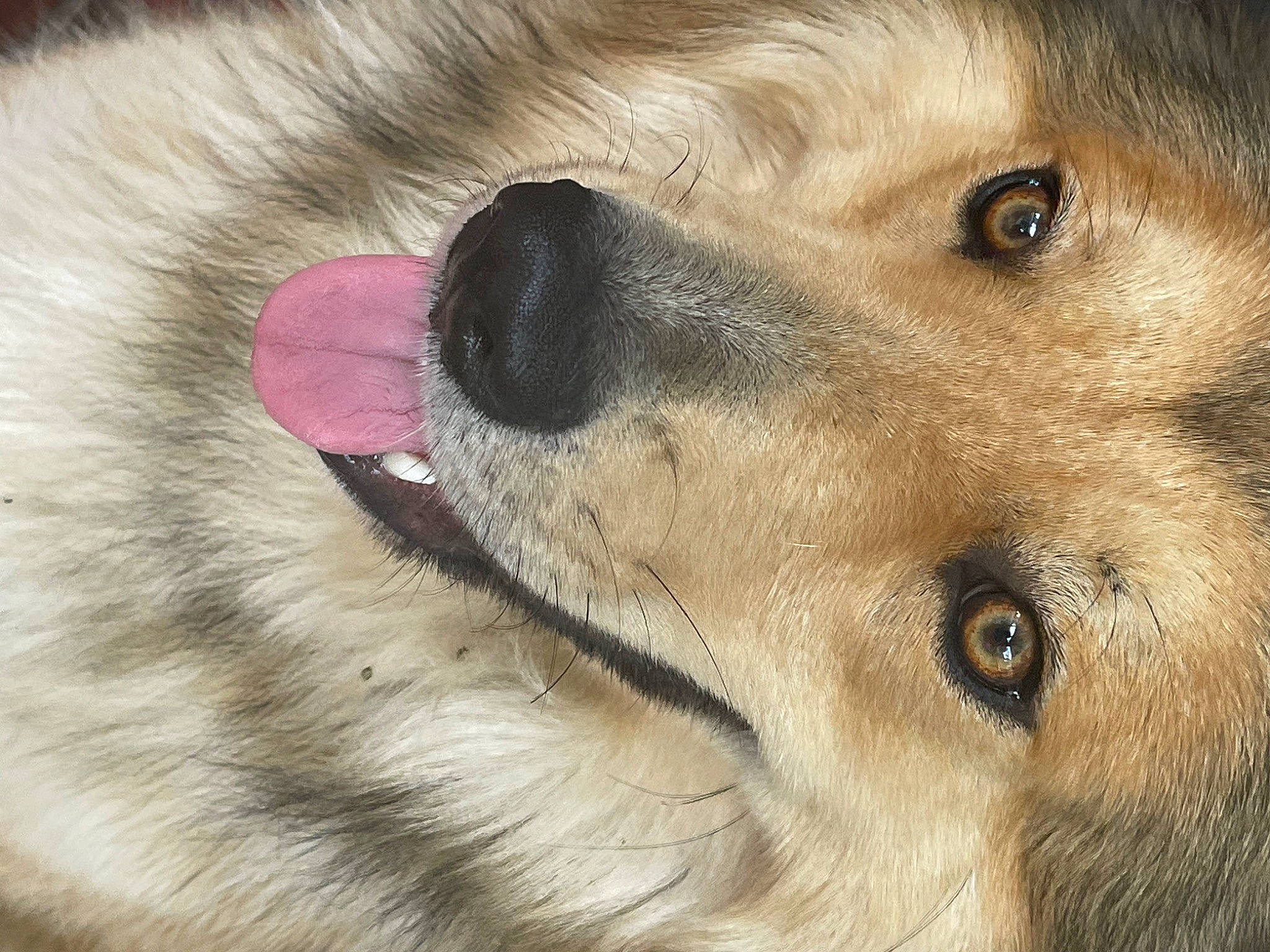 Hunter is registered to the contest to win money with this photo: canidae, carnivore, close_up, companion_dog, dog, dog_breed, eyelash, fawn, fur, paw, snout, sporting_group, volpino_italiano, whiskers, working_animal, working_dog