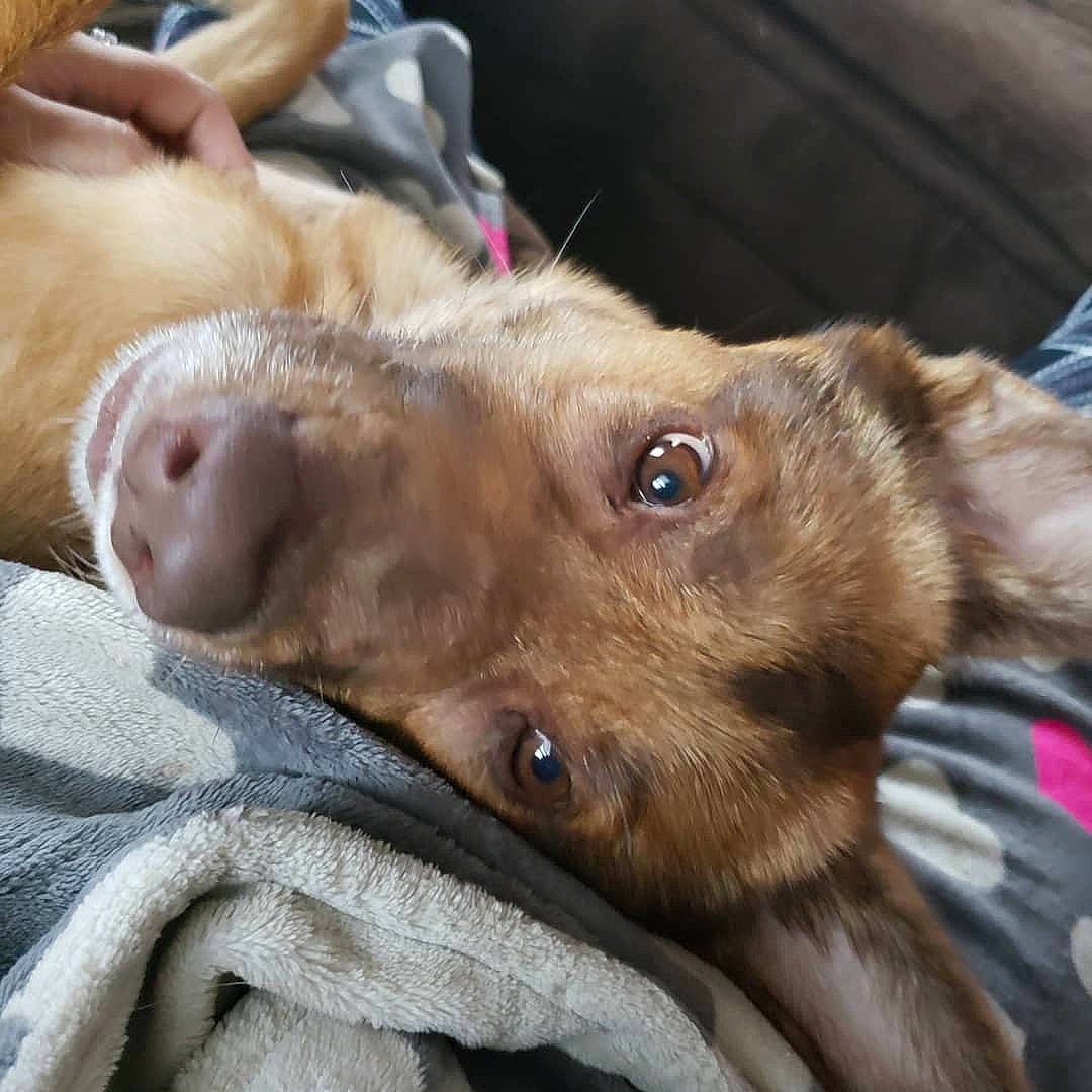 Missy is registered to the contest to win money with this photo: canidae, carnivore, companion_dog, dog, dog_breed, ear, fawn, liver, puppy, puppy_love, retriever, snout, sporting_group, street_dog, vizsla