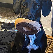 Molly is registered to the contest to win money with this photo: dog, black_dog, plush_toy, indoor, carpet, rug, blanket, decor, pet, animal, toy, sitting, collar, looking_at_camera, floor, white_spots, nostrils, ears, eyes, mouth