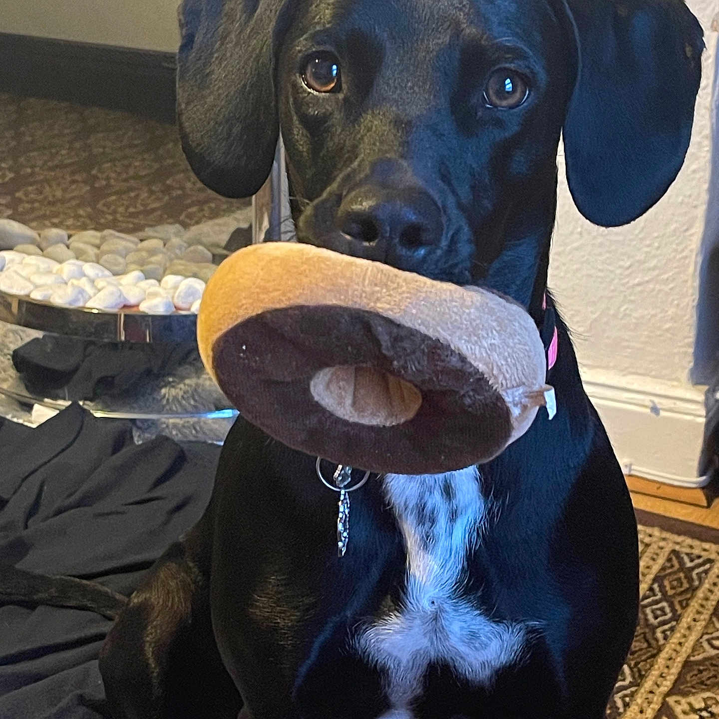 Molly is registered to the contest to win money with this photo: animal, black_dog, blanket, carpet, collar, decor, dog, ears, eyes, floor, indoor, looking_at_camera, mouth, nostrils, pet, plush_toy, rug, sitting, toy, white_spots