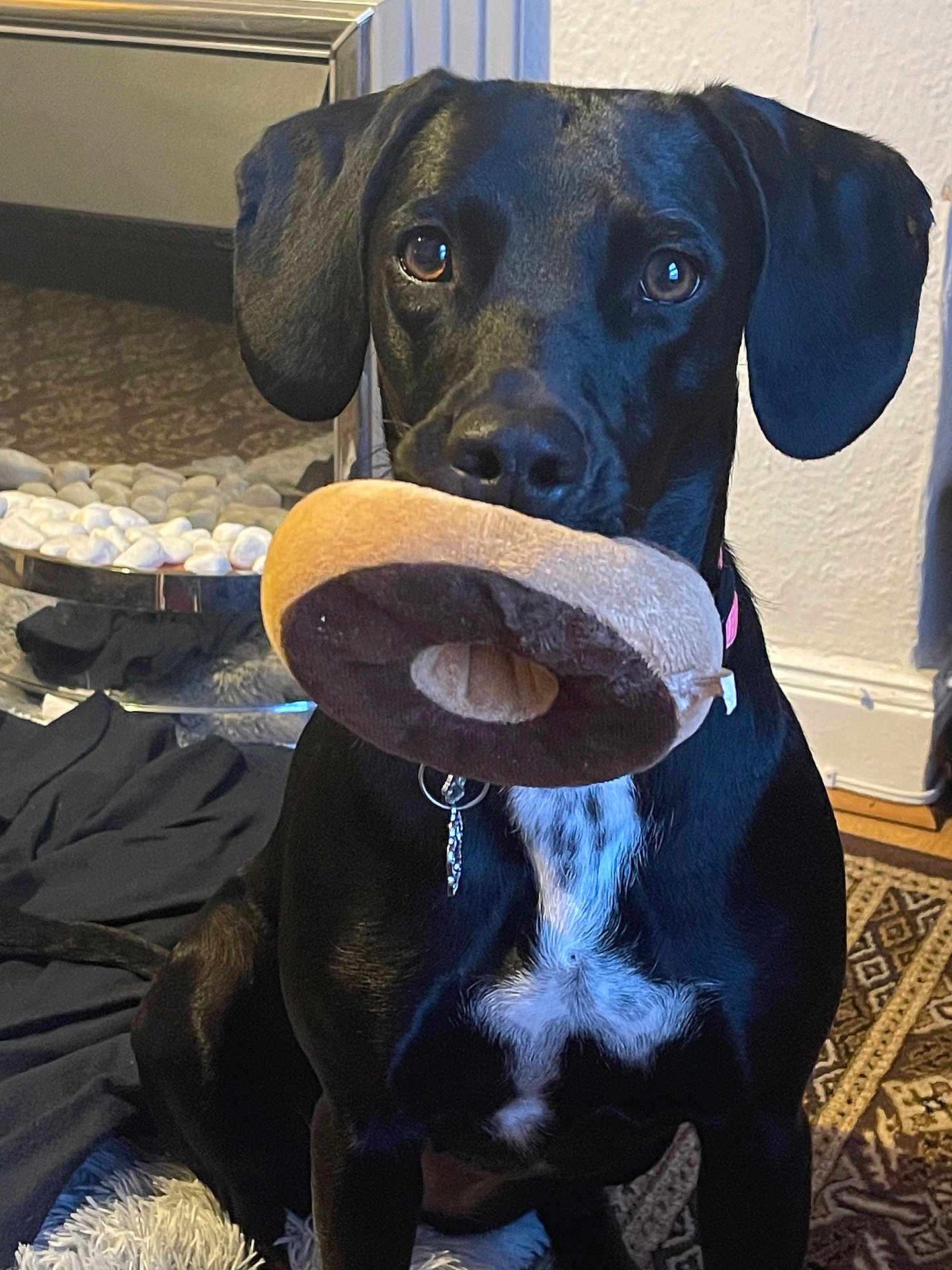 Molly is registered to the contest to win money with this photo: dog, black_dog, plush_toy, indoor, carpet, rug, blanket, decor, pet, animal, toy, sitting, collar, looking_at_camera, floor, white_spots, nostrils, ears, eyes, mouth