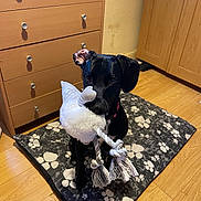 Molly joined the competition — help win amazing prizes! animal, black_dog, cabinet, canine, companion, cute, dog, domestic, drawer, flooring, furniture, household, indoor, mat, paw_print, pet, playful, rope_toy, toy, wooden_floor