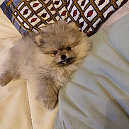 Vahina participe au concours pour gagner de l'argent avec cette photo : animal, blanket, canine, cat, cockerspaniel, couch, cushion, dog, eskimodog, furniture, homedecor, husky, kitten, linen, papillon, pet, pillow, poodle, puppy, terrier