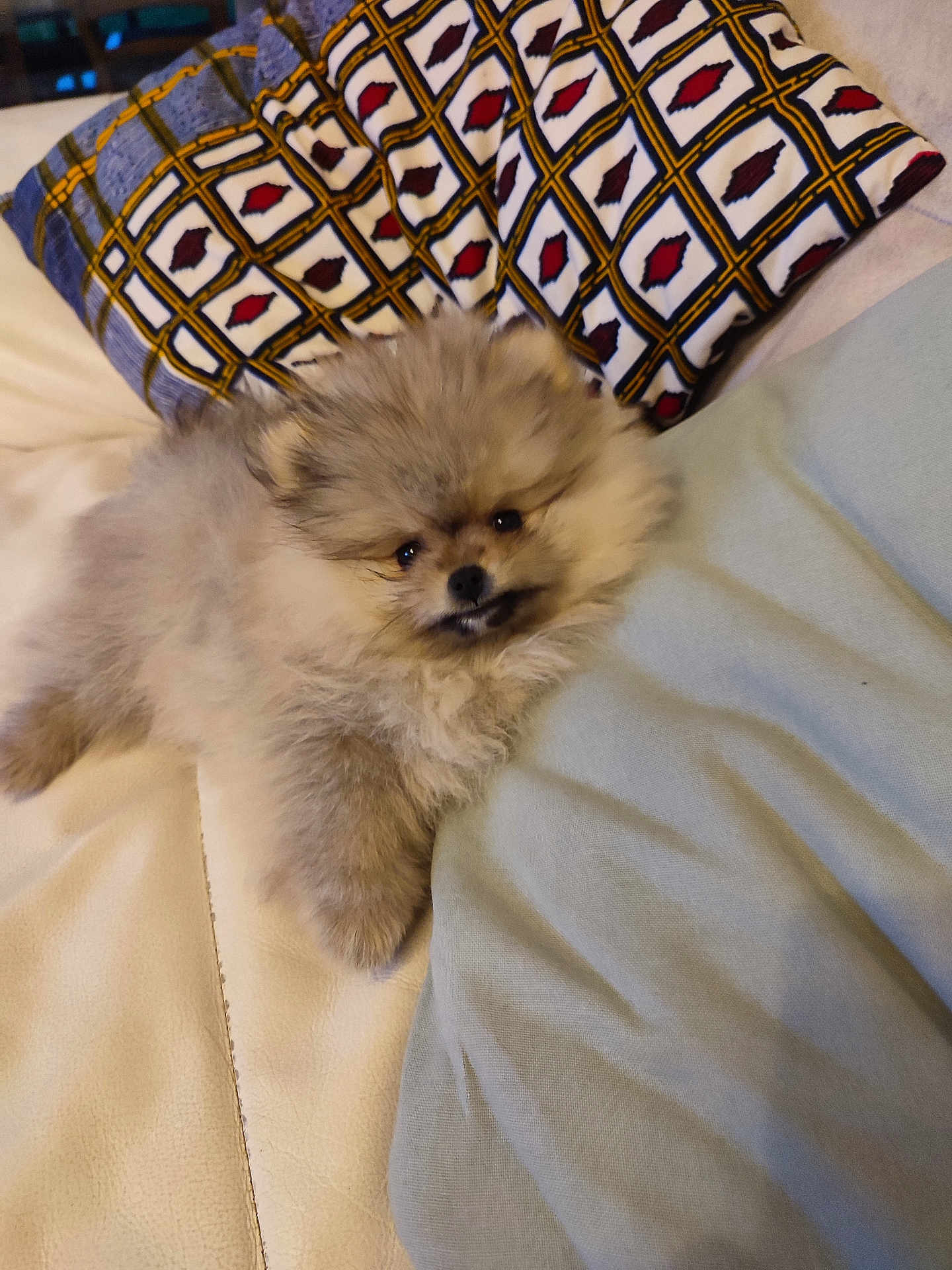 Vahina participe au concours pour gagner de l'argent avec cette photo : animal, blanket, canine, cat, cockerspaniel, couch, cushion, dog, eskimodog, furniture, homedecor, husky, kitten, linen, papillon, pet, pillow, poodle, puppy, terrier