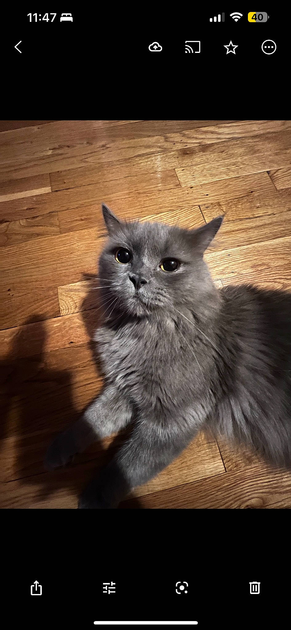 Skye is registered to the contest to win money with this photo: british_longhair, carnivore, cat, claw, domestic_short_haired_cat, fawn, felidae, flooring, fur, grey, hardwood, paw, sitting, small_to_medium_sized_cats, still_life_photography, tail, terrestrial_animal, whiskers, wildlife, wood