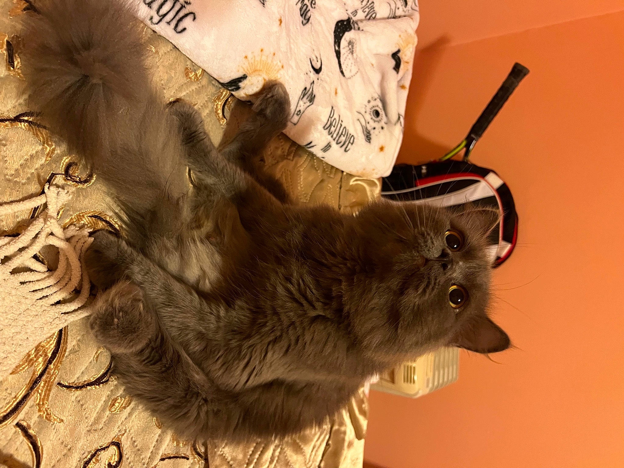 Skye joined the competition — help win amazing prizes! black_cat, canidae, carnivore, cat, claw, domestic_short_haired_cat, fawn, felidae, fur, paw, small_to_medium_sized_cats, snout, tail, terrestrial_animal, trunk, whiskers, wood