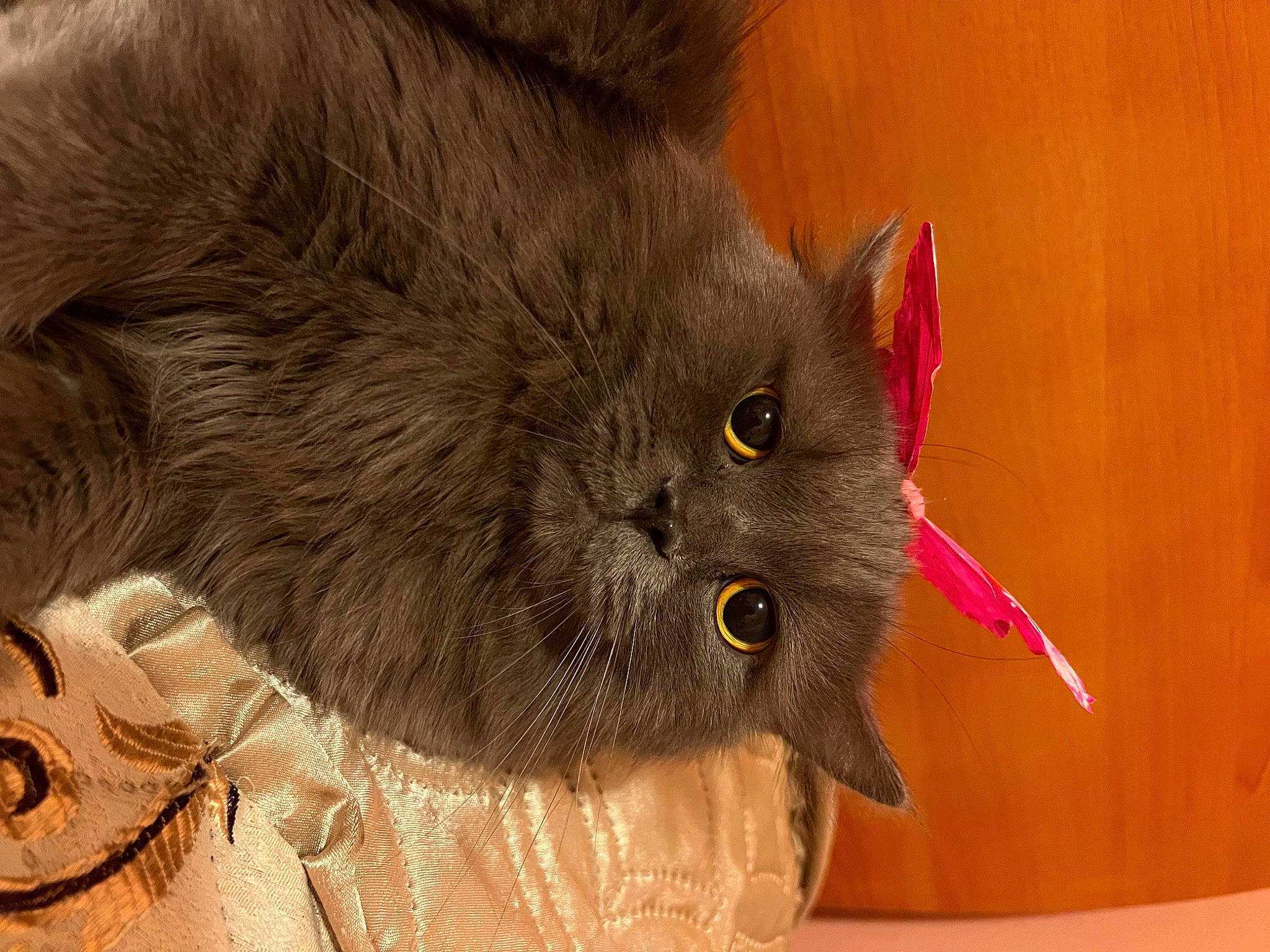 Skye joined the competition — help win amazing prizes! art, black_cat, british_longhair, carnivore, cat, claw, domestic_short_haired_cat, fawn, felidae, fur, grey, paw, small_to_medium_sized_cats, snout, tail, terrestrial_animal, whiskers, working_animal